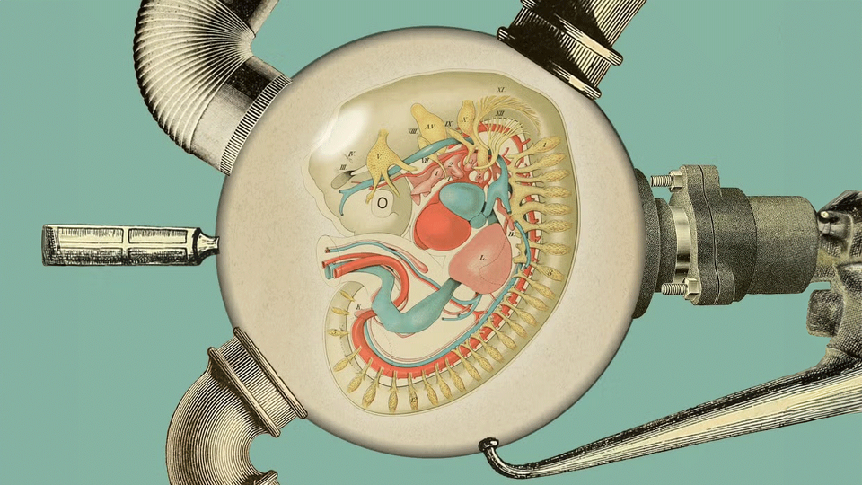 on_the_history_of_the_artificial_womb_1050x700-kopie