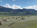 srsheep-copy