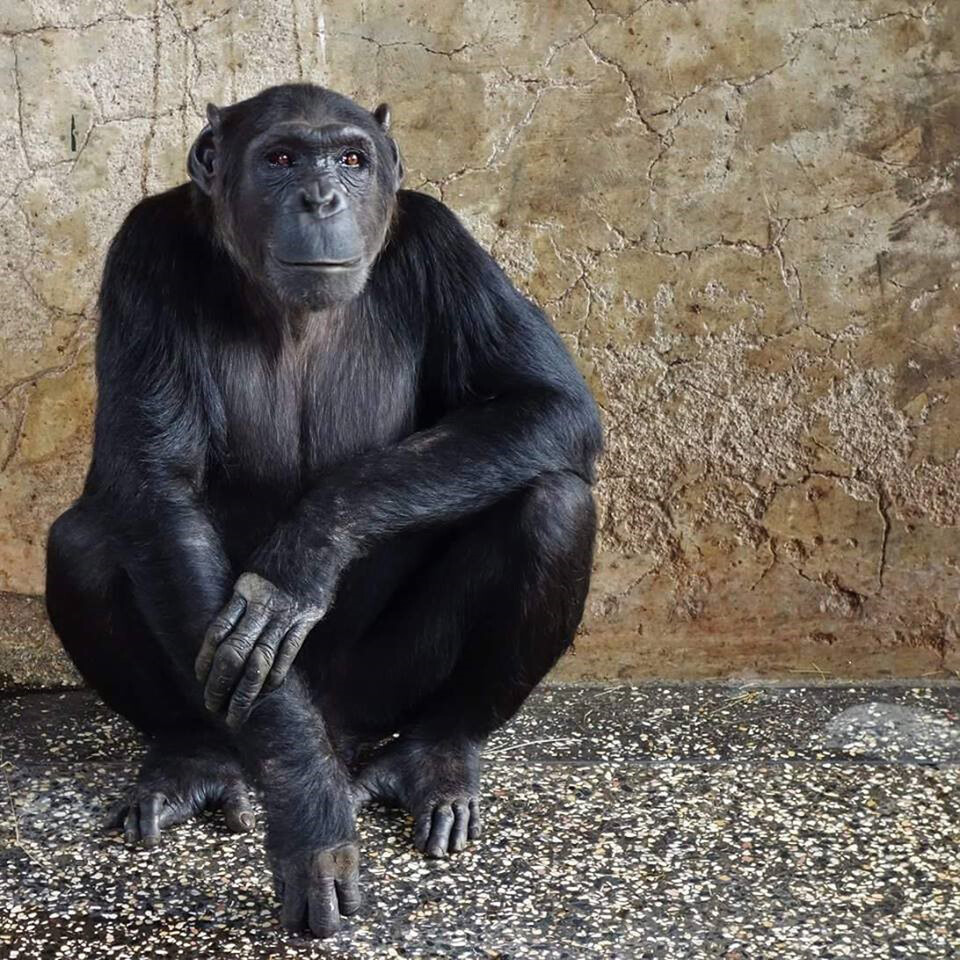 chimp_web_card