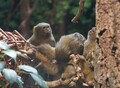 pygmy_marmoset_wikimedia
