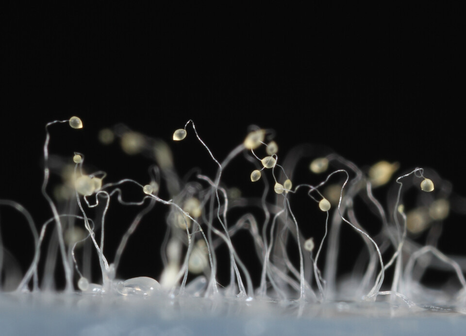 dictyostelium_discoideum_43_red_preview